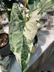 Syngonium podophyllum 'Albo Variegata'